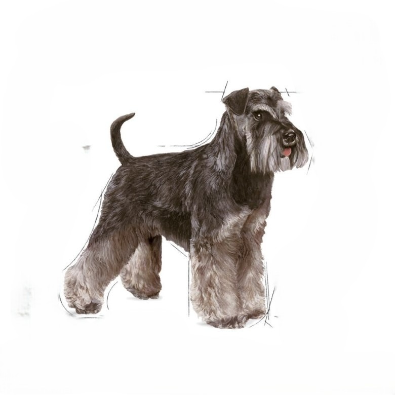 Miniature Schnauzer